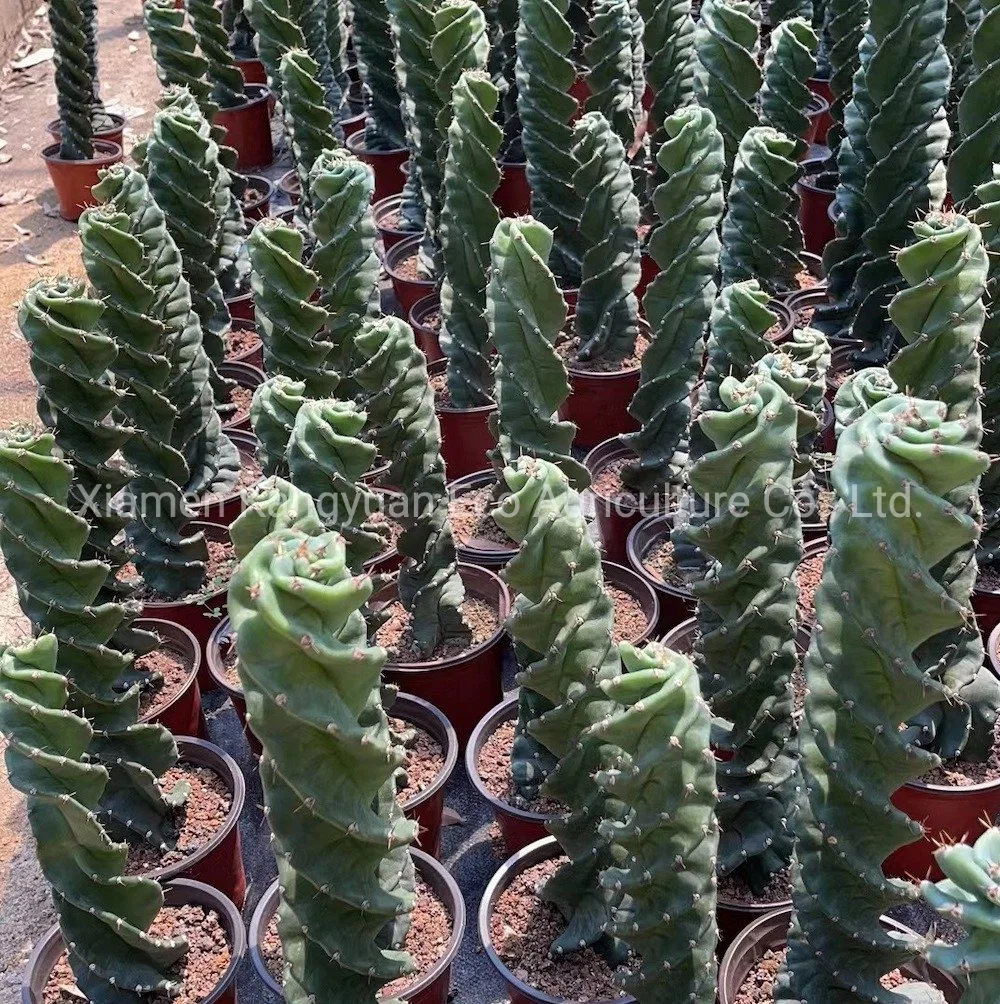 Export Live Plants Spiral Cactus