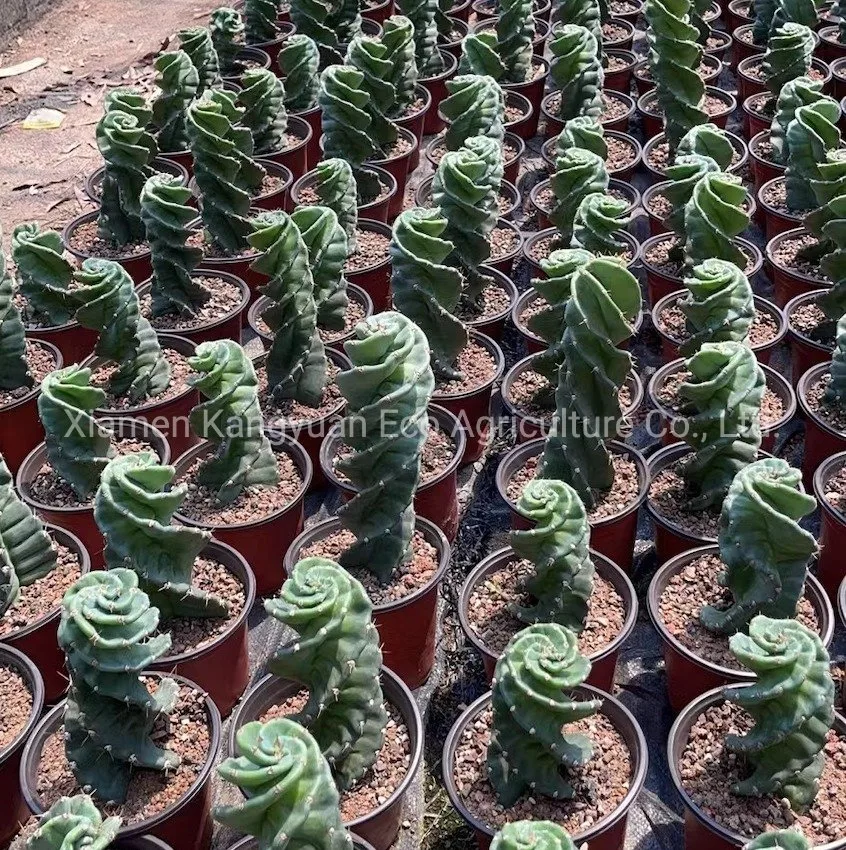 Export Live Plants Spiral Cactus