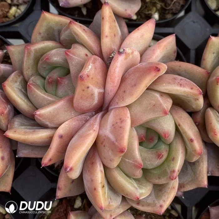 Dudu Type of Rare Echeveria Charlotte Double Head Natural Live Succulent