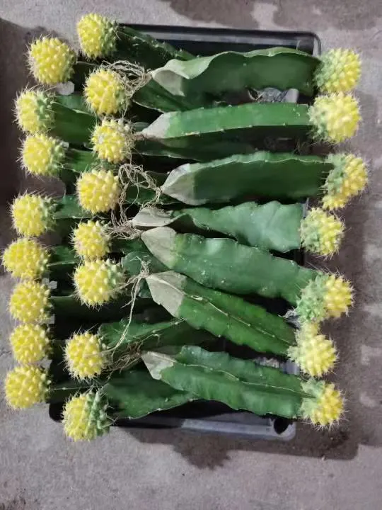 Small Size Red Color Moon Cactus Ball Succulent Plant Live Plant