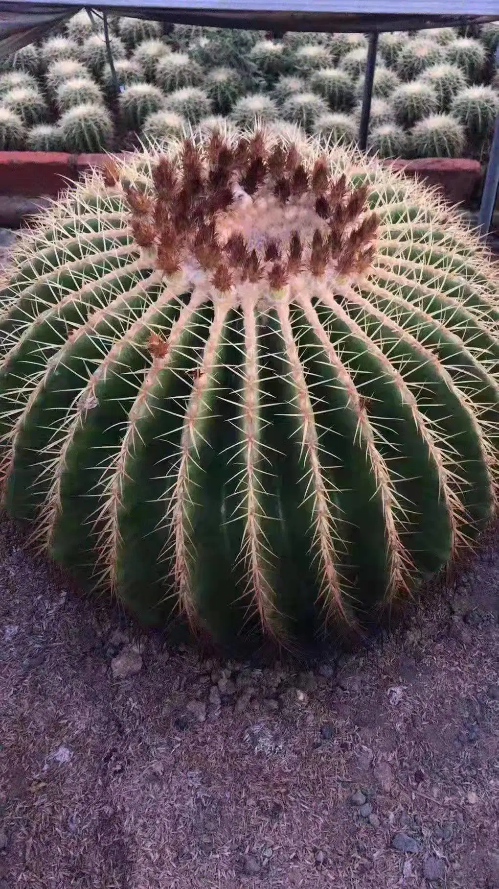 Big Echinocactus Grusonii Golden Barrel Cactus Golden Barrel Ball