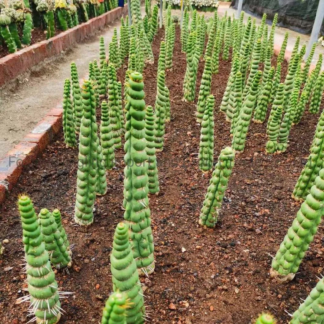 Eulychnia Castanea Cactus and Succulent Live Plant