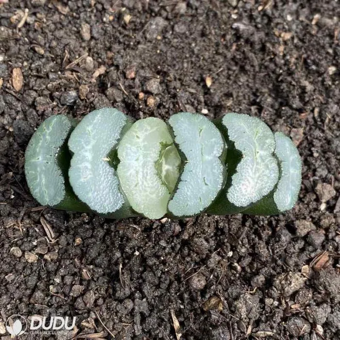 Dudu New Arrival Kwai Di Haworthia Natural Live Succulent