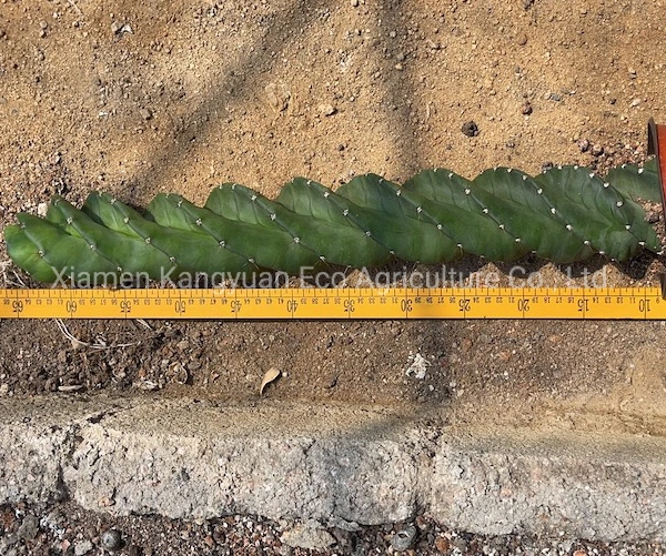 Export Live Plants Spiral Cactus