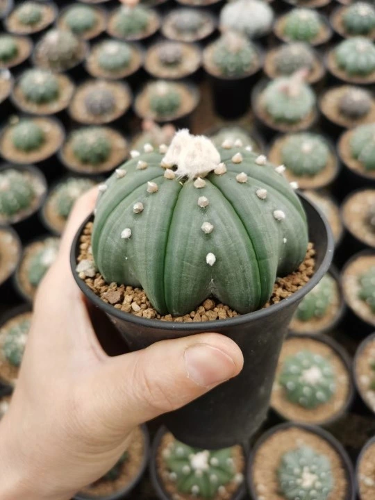 Wholesale Cactus Astrophytum Asterias &prime;super Star&prime;