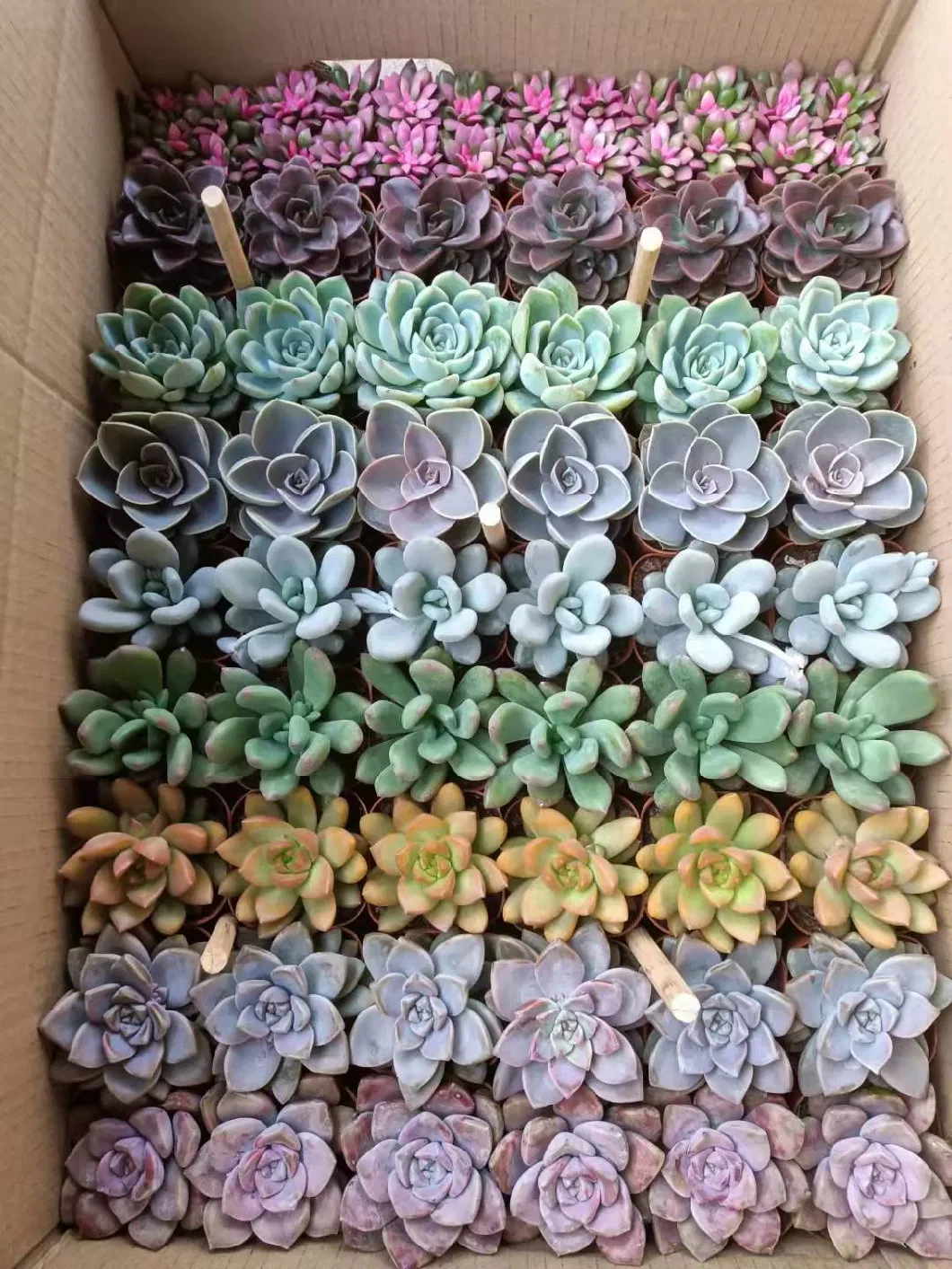 Wholesale Beautiful Succulent Garden Plant Indoor and Outdoor Plant