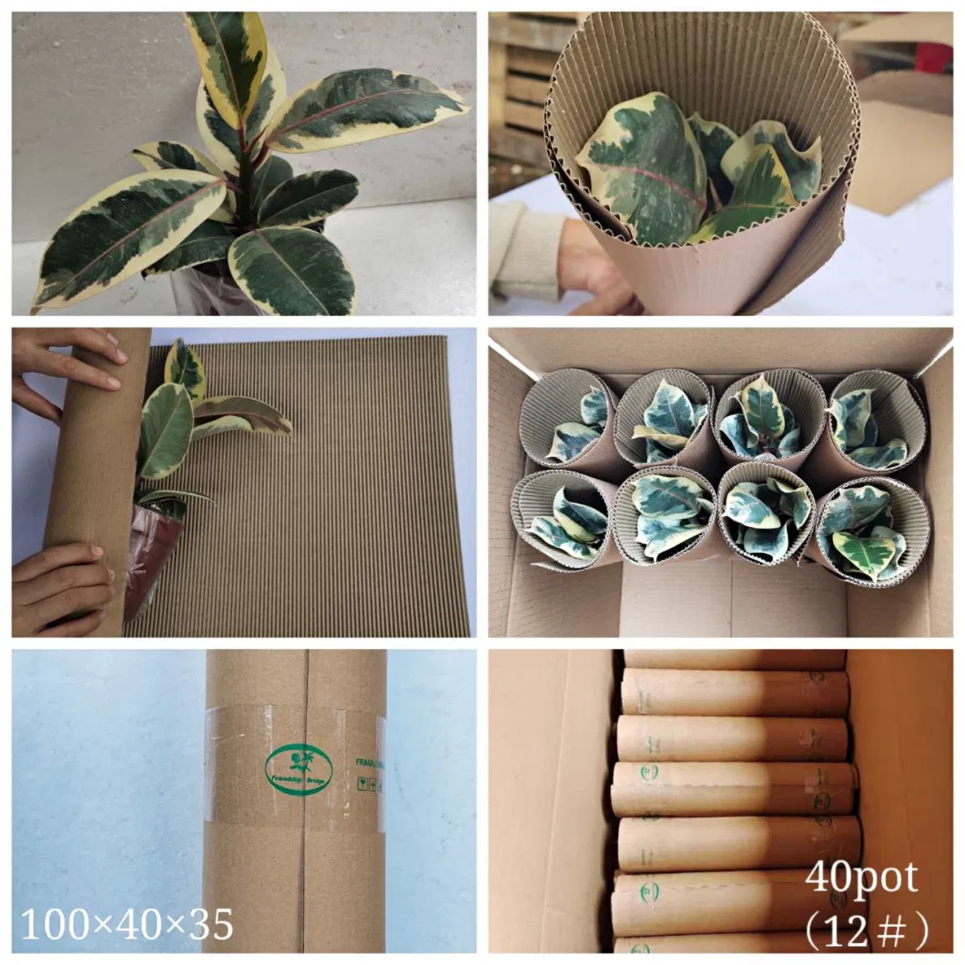 Succulent Plant Cotyledon Pendens Wholesale Plant