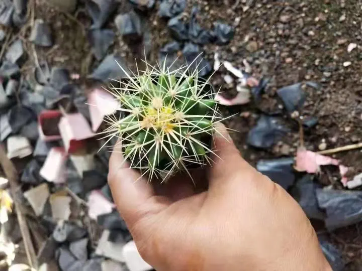 Big Echinocactus Grusonii Golden Barrel Cactus Golden Barrel Ball