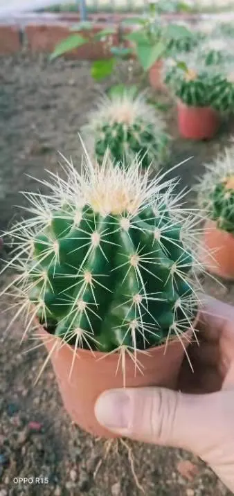 Big Echinocactus Grusonii Golden Barrel Cactus Golden Barrel Ball