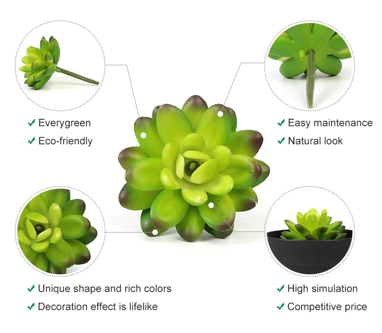 Wholesale High Quality Indoor Custom Size Natural Succulent Live Plants for Decoration