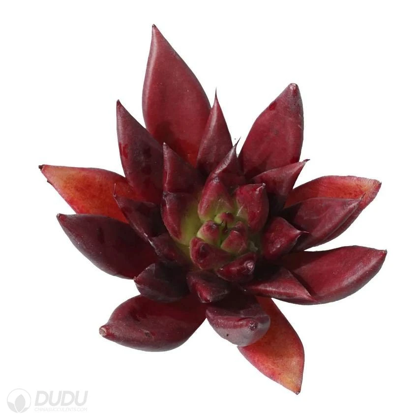 Dudu Hot Sale Red Soul Echeveria Natural Live Succulent