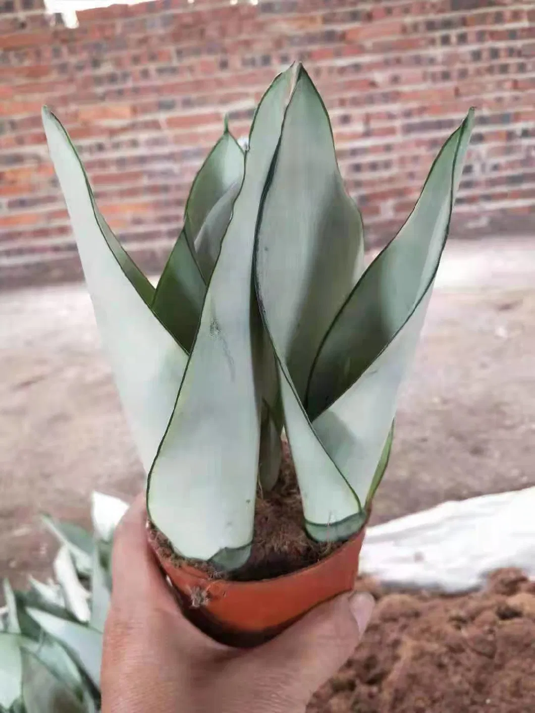 Sansevieria Bareroot Sansevieria Cylindrica Ornamental Plant Bonsai