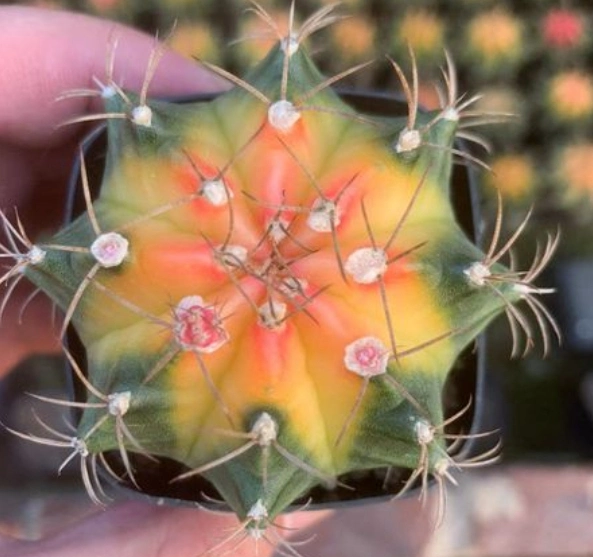 Rare Peony Cactus for Wholesales