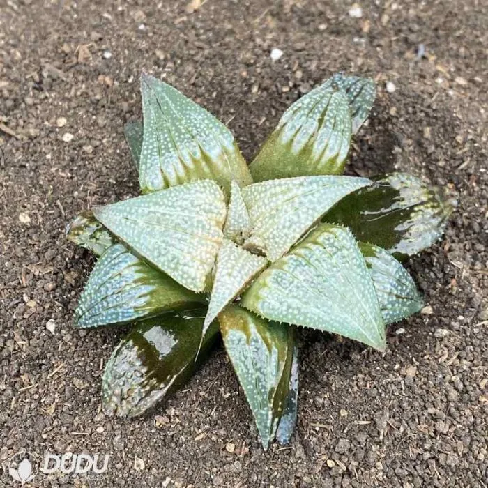 Dudu Indoor Aluminum Star Haworthia Natural Live Succulent