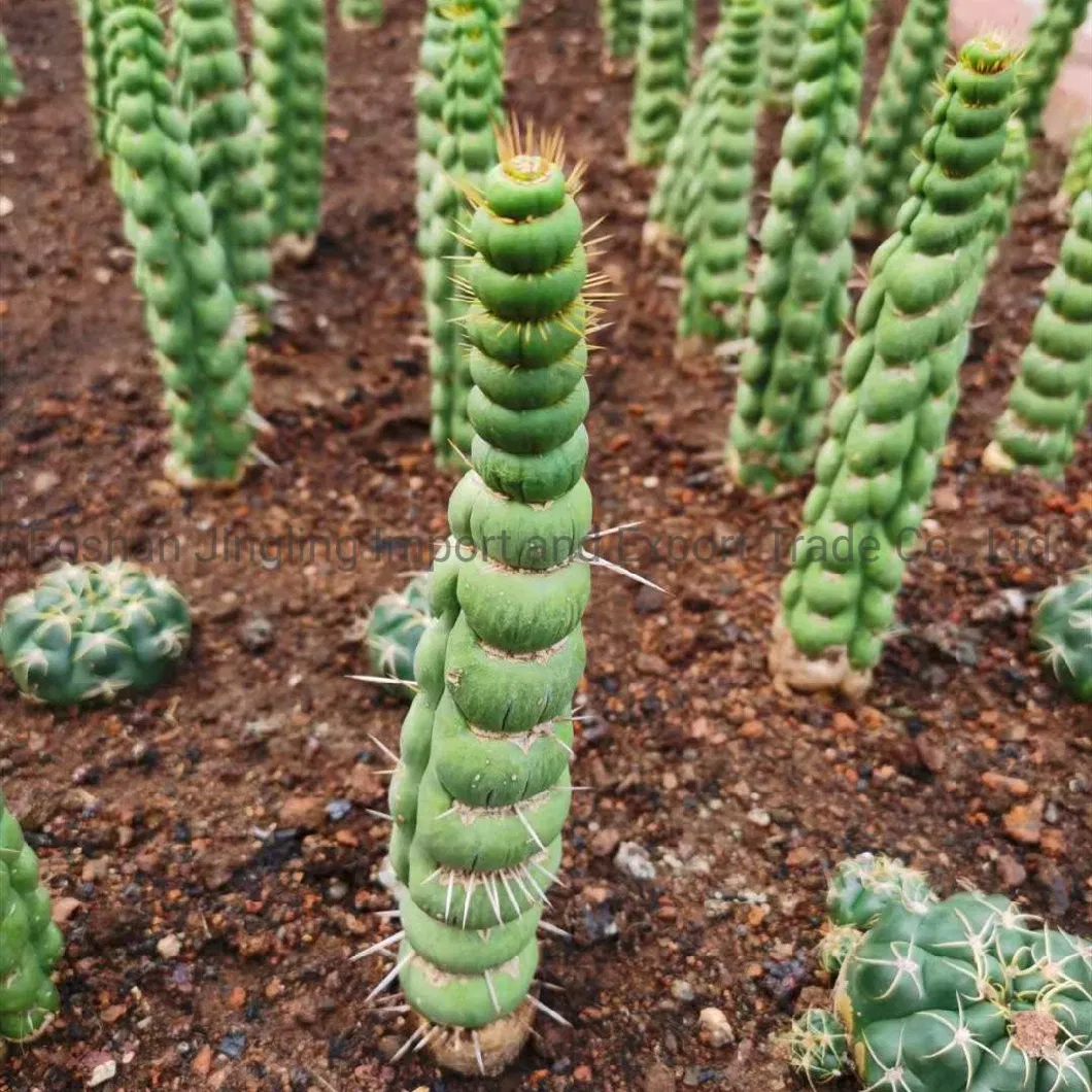 Eulychnia Castanea Cactus and Succulent Live Plant