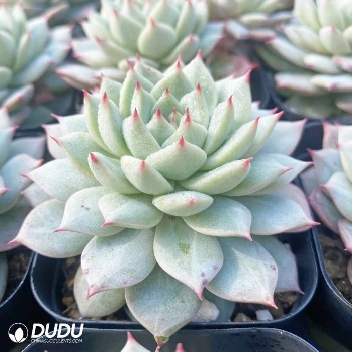 Dudu Supplier Echeveria Bluebird Champagne Natural Live Succulent