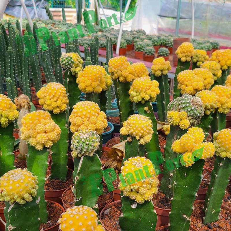 Colorful Cactus Succulent Flower Mini Bonsai Live Export Plants Thelocactus Setispinus (Engelm.)