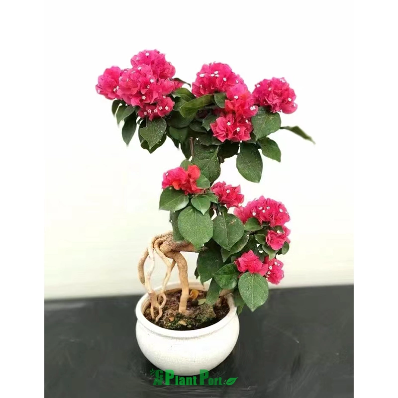 Live Bougainvillea Bonsai Fresh Flower Tree Decoration Chinese Plants Nursery Garden