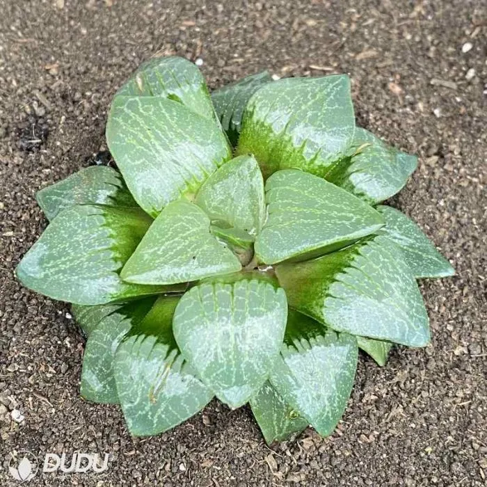 Dudu Hot Sale Moonlight Mptoniana Haworthia Natural Live Succulent