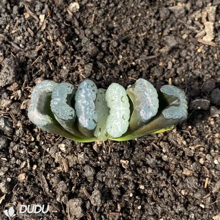 Dudu Pretty Elegans? &prime;potosina&prime; Haworthia Natural Live Succulent