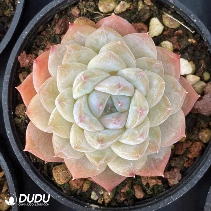 Dudu Premier Giant Pretty Echeveria Ice Grape Double Head Natural Live Succulent for Sale