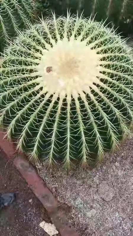 Big Echinocactus Grusonii Golden Barrel Cactus Golden Barrel Ball