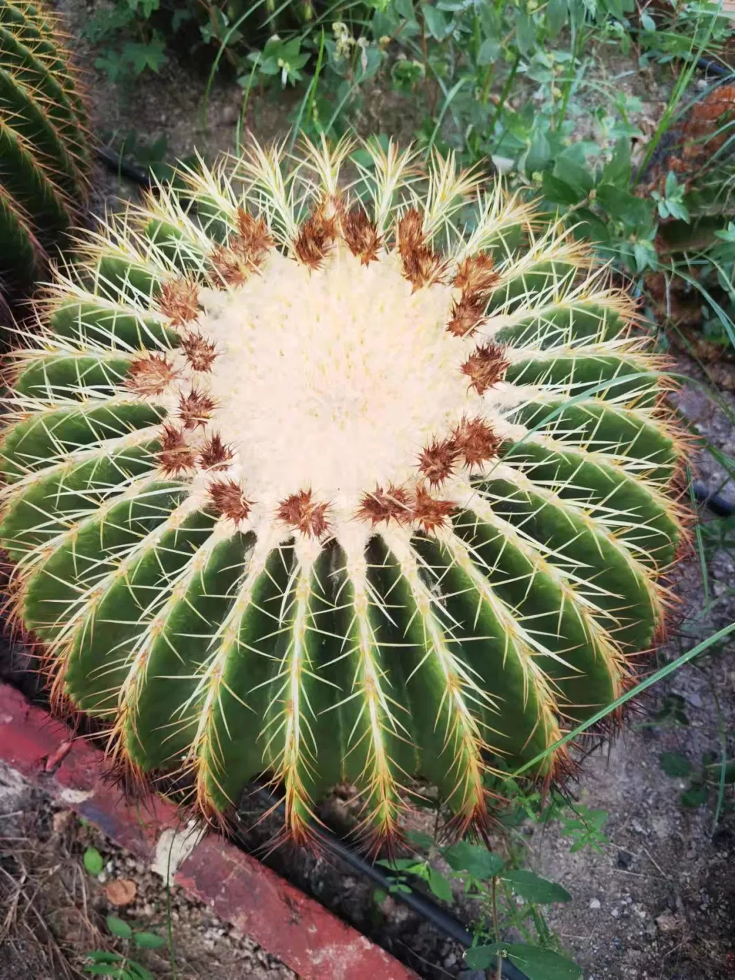 Big Echinocactus Grusonii Golden Barrel Cactus Golden Barrel Ball