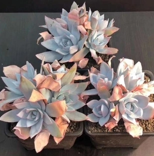 Small Mini Bonsai Rainbow Color Succulent for Wholesales