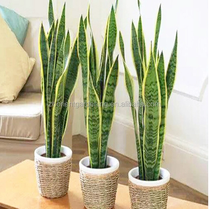 Sansevieria Bareroot Sansevieria Cylindrica Ornamental Plant Bonsai