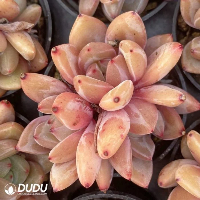 Dudu China Nursery Echeveria Champagne Three Head Natural Live Succulent