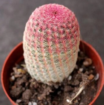 Small Mini Bonsai Pink Cactus for Wholesales