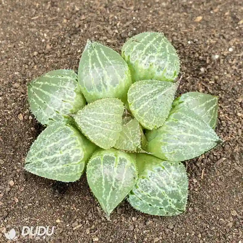 Dudu Wholesale Popular Spring Thunder Haworthia Natural Live Succulent