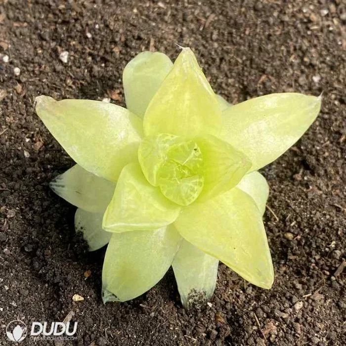 Dudu Beautiful Euryops Pectinatus &prime;viridis? ? Haworthia Natural Live Succulent