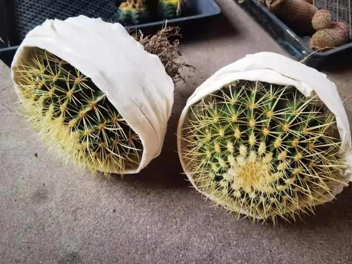 Big Echinocactus Grusonii Golden Barrel Cactus Golden Barrel Ball