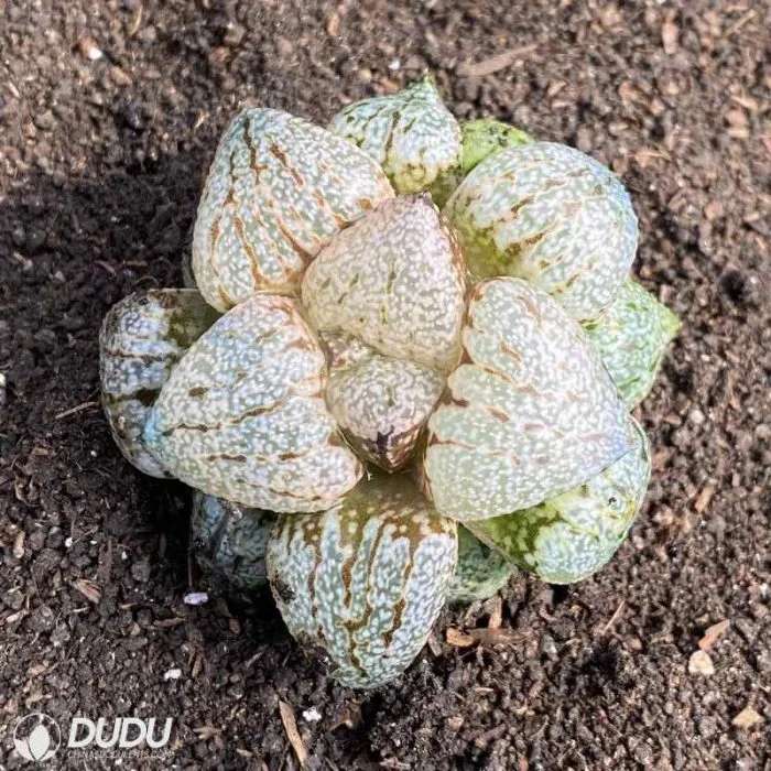 Dudu Beautiful Pearl and Silver Haworthia Natural Live Succulent