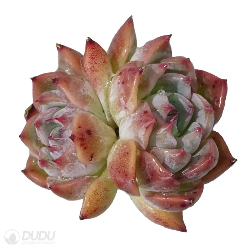 Dudu Hot Sale Live Plants Caroline Double Head Echeveria Natural Live Succulent