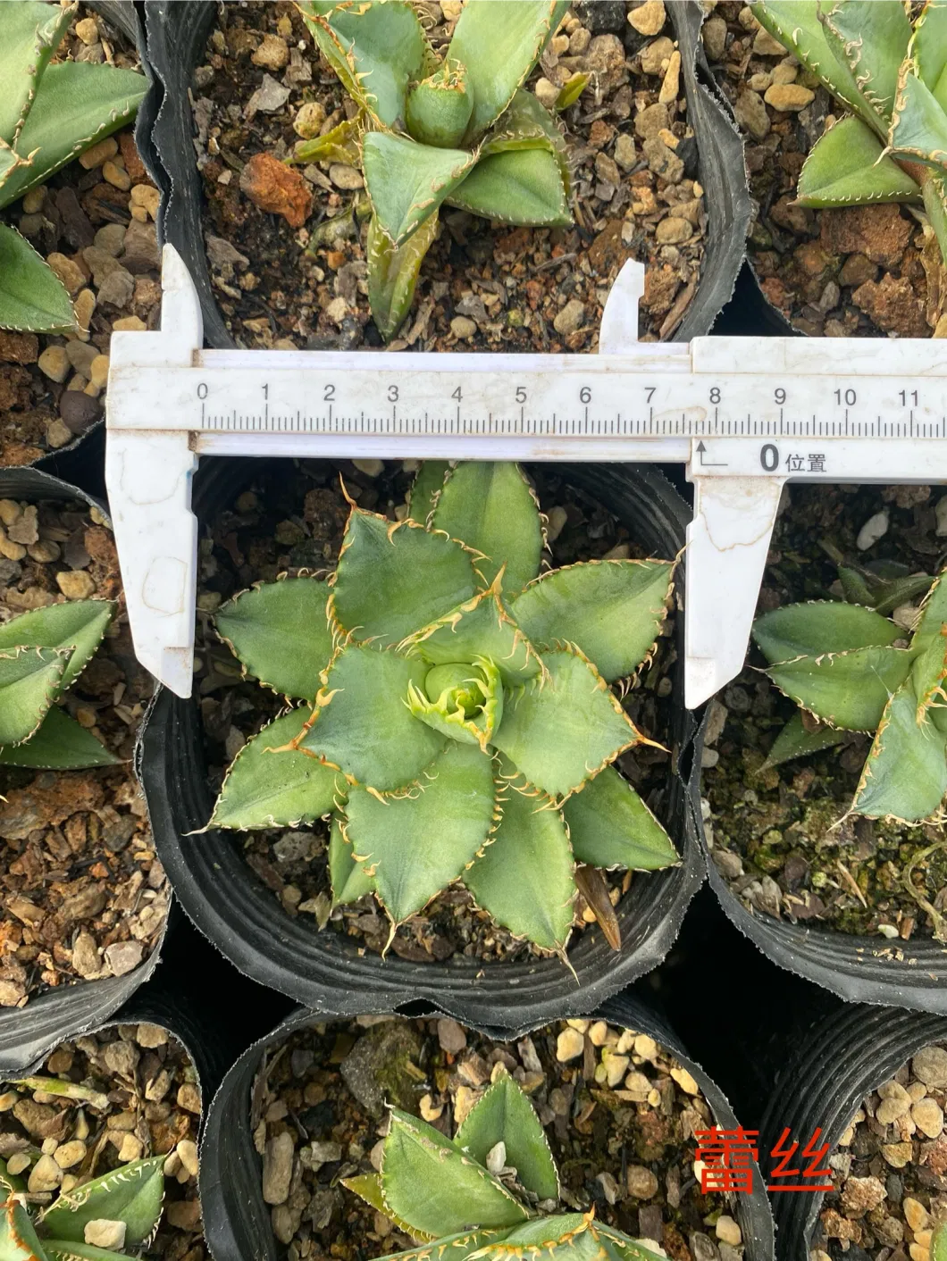 Agave Titanota Dwarf American Clone Seedlings Live Plants Nursery Succulents Wholesale