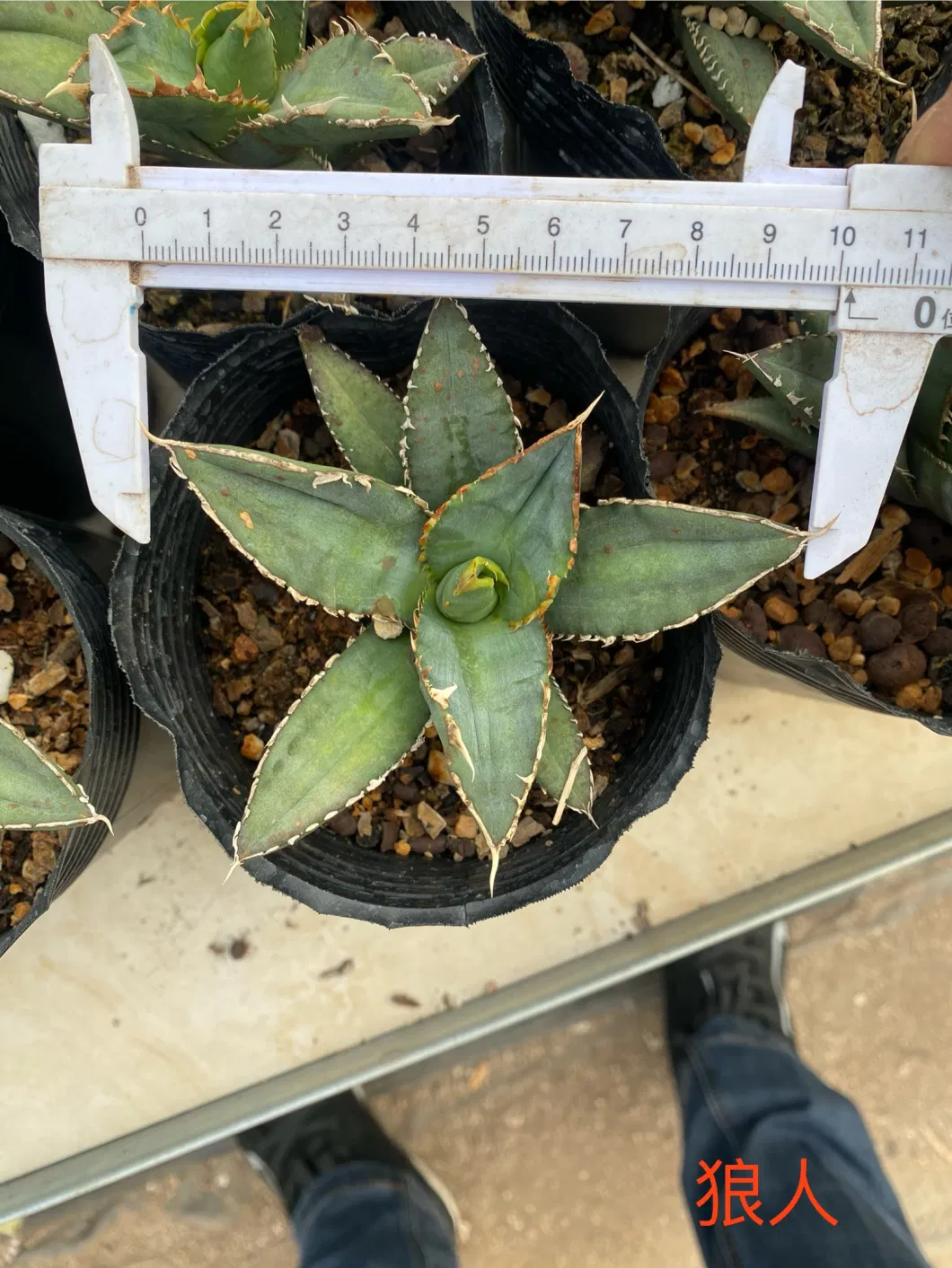 Agave Titanota Dwarf American Clone Seedlings Live Plants Nursery Succulents Wholesale