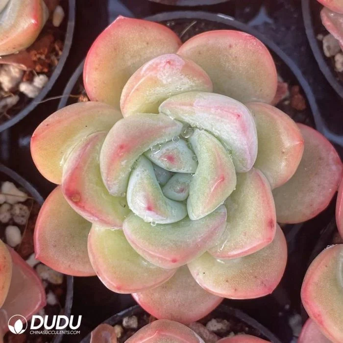 Dudu Wholesale Unique Rare Echeveria Puff Natural Live Succulent