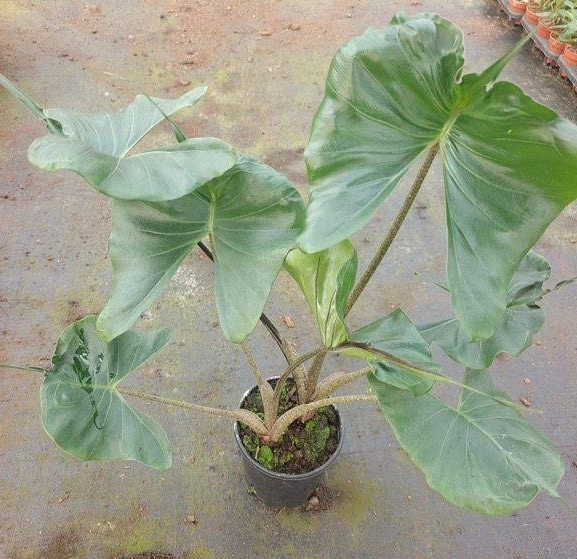 Alocasia Stingray Living Plant Like Stingray