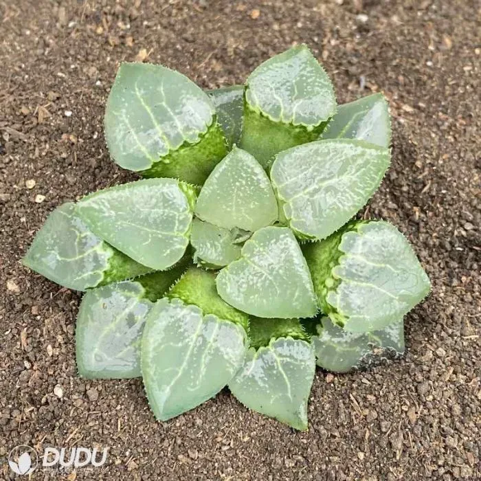 Dudu Hot Sale Glass Gram Haworthia Natural Live Succulent