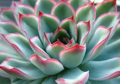 Dudu Unusual New Arrival Cotyledon Orbiculata Variegate Echeveria Natural Live Succulent