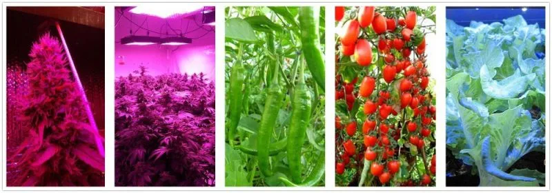 Greenhouse/Plant Farm/Vegetable Tent 300W LED Grow Light