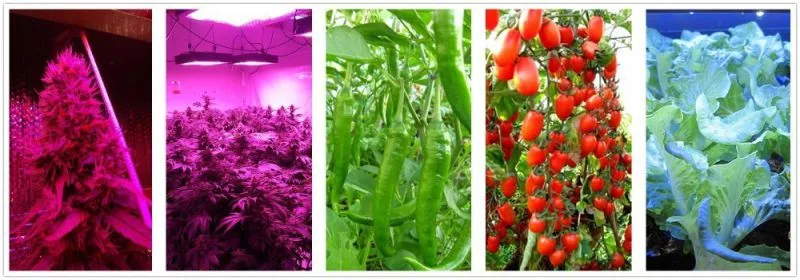 Plant Farm/Vegetable Tent COB LED Grow Light 504W