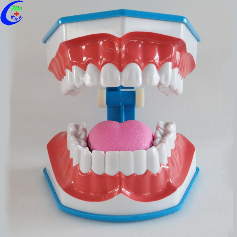 Dental Care Model, Teeth Brushing Model with Tongue