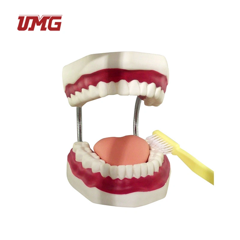 Educational Large Brushing Teeth Model with Tongue