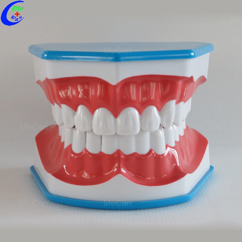 Medical Education Dental Care Model, Teeth Brushing Model with Tongue