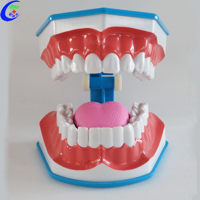 Medical Education Dental Care Model, Teeth Brushing Model with Tongue