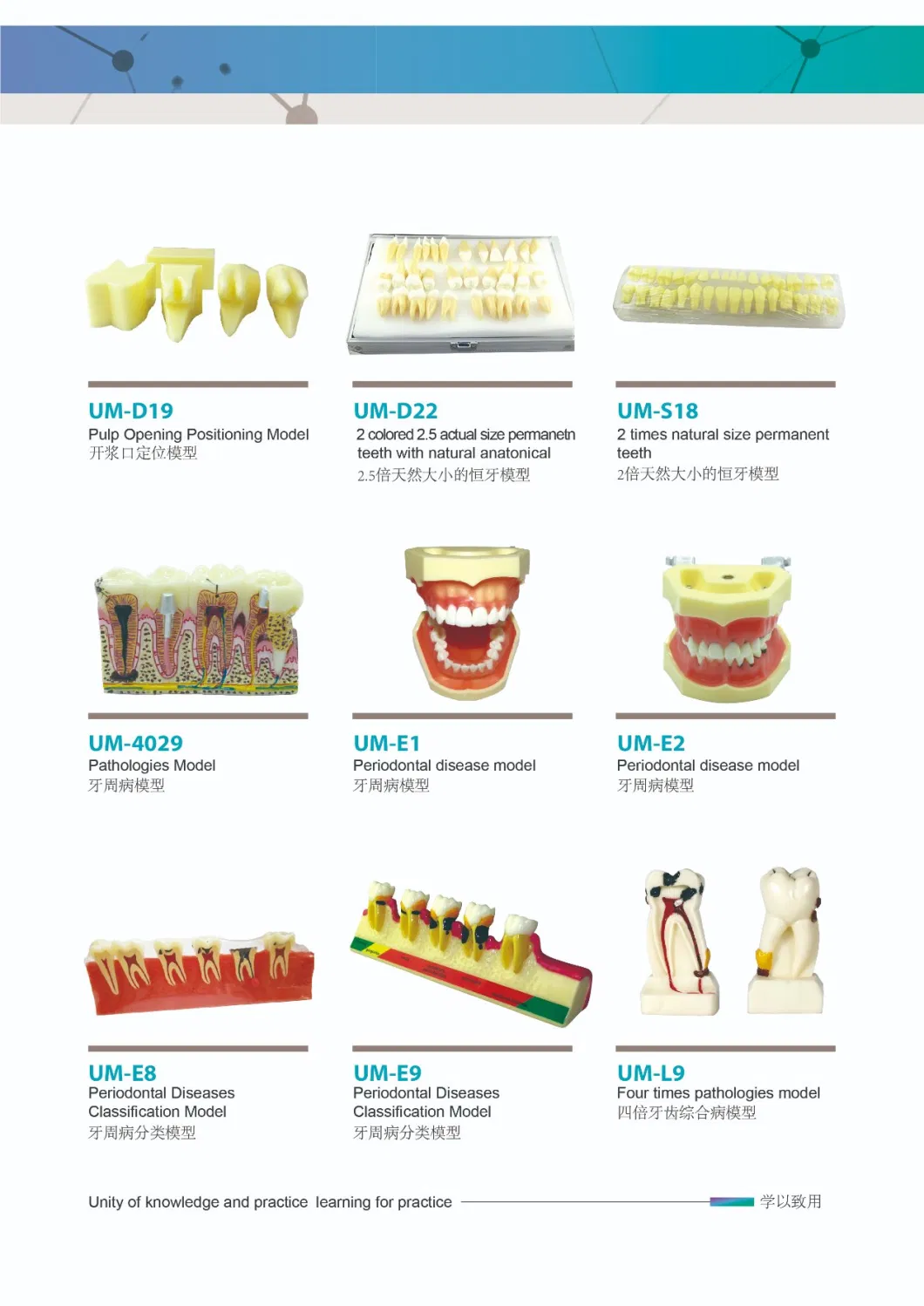 Educational Large Brushing Teeth Model with Tongue