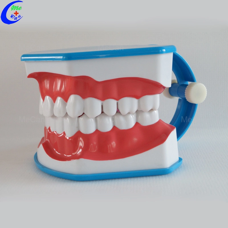 Medical Education Dental Care Model, Teeth Brushing Model with Tongue